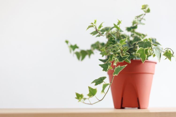 8 Air-Purifying Plants That Clean Your Home Naturally - Gardening Made Easy