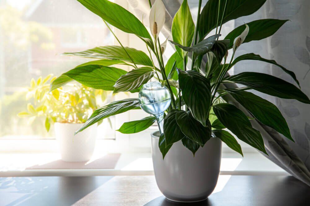 8 Air-Purifying Plants That Clean Your Home Naturally - Gardening Made Easy